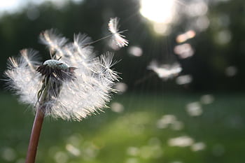 Close-up of dandelion seeds dispersing in the wind, symbolizing dom and growth. HD wallpaper