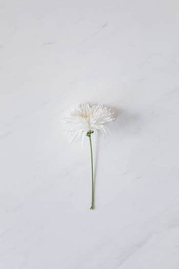 Delicate white flower on a marble background with ample copy space. HD phone wallpaper