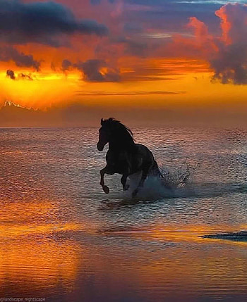 Horse sunset, cloud HD phone wallpaper