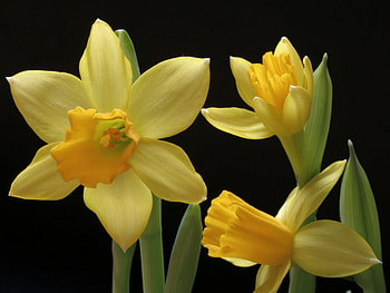 A little gift for YellowForever, yellow, flower, nature, petal, blossom HD wallpaper