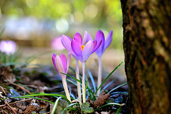Crocus, bud, plants HD wallpaper
