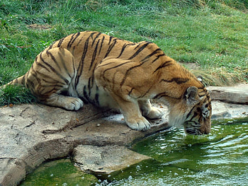 Animals, Water, Grass, Stones, Big Cat, Tiger, Drink, Thirst HD wallpaper