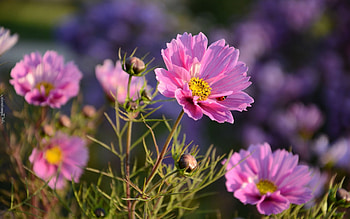 Cosmos Flowers and Ladybug, pink, ladybug, plants, cosmos, flowers HD wallpaper