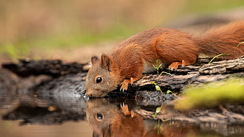 Squirrel, animal, rodent, dring, water HD wallpaper