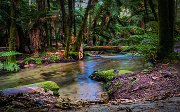 Waipa Stream, Rotorua, New Zealand, trees, rocks, water, stones, forest HD wallpaper