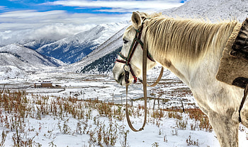 Horse Kazakhstan mountain HD wallpaper