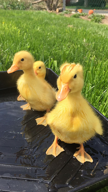 Duck, Cute HD phone wallpaper