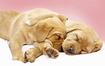 Animals, Sleep, Dream, Puppies, Cute, Labradors HD wallpaper
