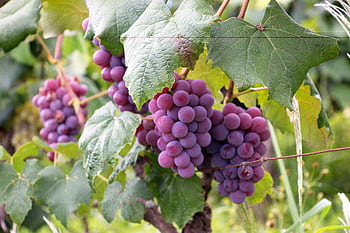 Close-up of ripe purple grapes on the vine in a lush vineyard during daytime. HD wallpaper