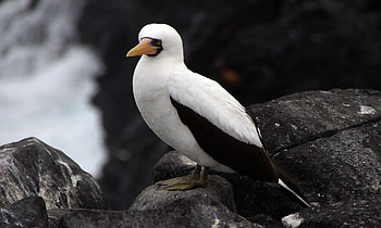 Animals, Stones, Feather, Bird, Galapagos Islands, Sula Granti, Hispaniola HD wallpaper