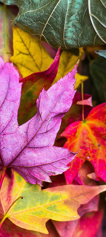 Autumn leaf, , Nature, Fall HD phone wallpaper