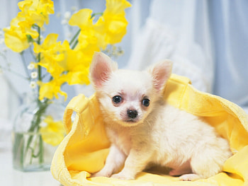 Animals, Dogs HD wallpaper