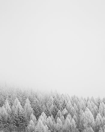 Serene snowy forest in Hradec Králové Region, Czechia. Foggy winter atmosphere. HD phone wallpaper