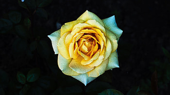 Flowers, Rose Flower, Rose, Petals, Close-Up HD wallpaper