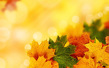 Plants, Autumn, Leaves HD wallpaper