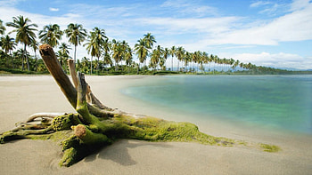 pics nature beach coconut sea view background HD wallpaper