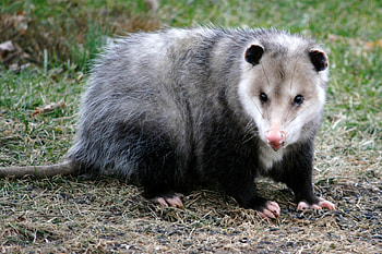 Opossum, Cute baby animals, Wildlife graphy, Wilderness encounters HD wallpaper
