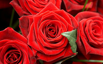 Plants, Flowers, Roses HD wallpaper