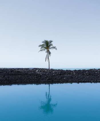 Palm tree, sky, reflections HD phone wallpaper