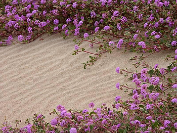 Desert Flowers, purple, desert, sand, flowers HD wallpaper