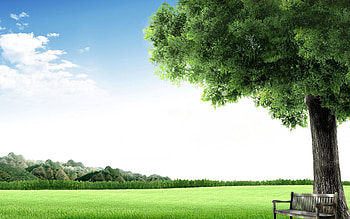 Nature, Sky, Wood, Tree, Bench, Meadow HD wallpaper