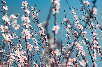 Delicate almond blossoms in full bloom with a vibrant blue sky backdrop, capturing the essence of spring. HD wallpaper