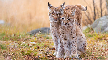 Lynx cats, Wild animal portrait, background, Mysterious elegance HD wallpaper
