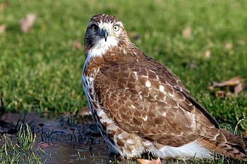 Red tailed hawk, Bird animal, Jooinn HD wallpaper