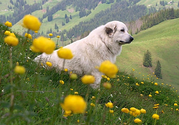 Dog in Wild, cool HD wallpaper