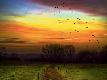 Sunset Evening, birds, landscape, country, orange, land, field, green, yellow, fence, trees, nature, sunset HD wallpaper