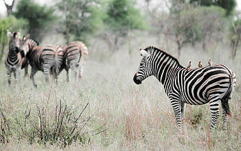Animals, Nature, Birds, Zebra, Effect HD wallpaper