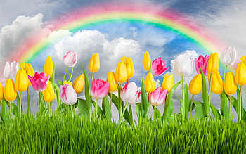 :), tulip, pink, rainbow, yellow, flower, green, grass, spring HD wallpaper
