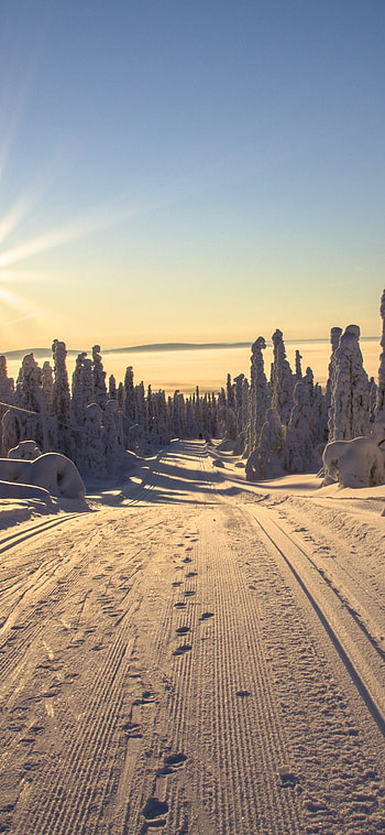 nature, winter HD phone wallpaper