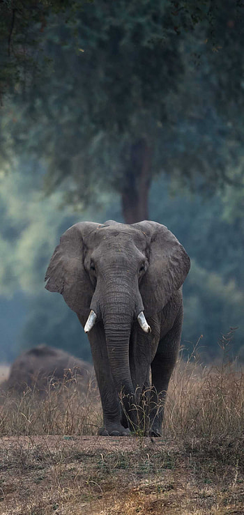 Elephant - Awesome HD phone wallpaper