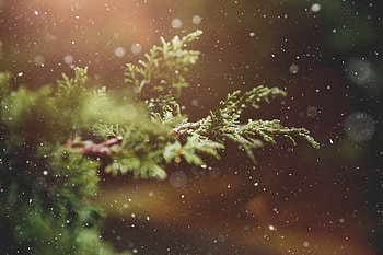 Nature, Snow, Glare, Branches HD wallpaper