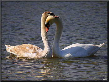 Young swans, swans, young, pair, meeting, water HD wallpaper