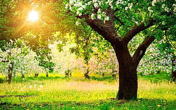 Garden, Apple Trees HD wallpaper