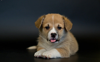 Dog, sweet, pay, dogs, puppies, cute, beautiful, beauty, playful, playful dog, puppy, dog face, pretty, animals, face, bubbles, lovely HD wallpaper