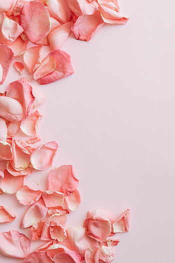 Artistic flat lay of soft pink rose petals scattered against a light pastel background. HD phone wallpaper