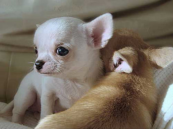 WE ARE SO CUTE, chi chi, puppies, cute, tiny HD wallpaper
