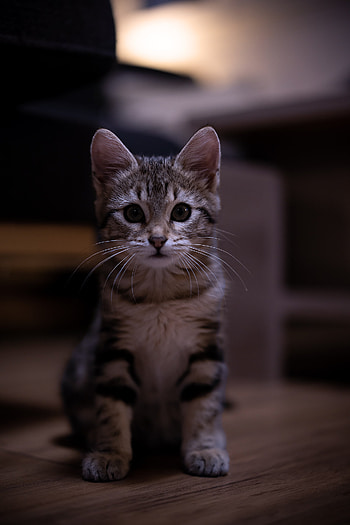Close-up of a kitten, Lovely feline HD phone wallpaper