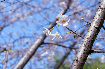 Blossom Beauty: Nature's Floral Elegance in Full Bloom, nature, flower HD wallpaper