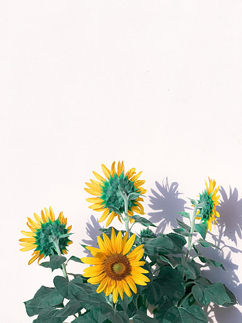 Flowers, Sunflowers, Plant HD phone wallpaper