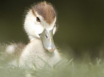 whn i grow up...., growing, up, duckiling HD wallpaper