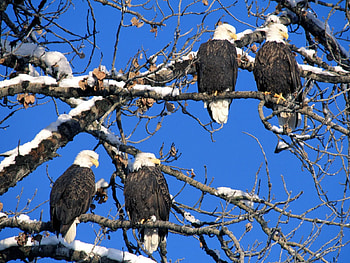 Eagles, Animals, Birds HD wallpaper