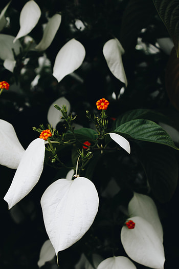 Flowers, Leaves, Flower, Plant, Bloom, Flowering HD phone wallpaper
