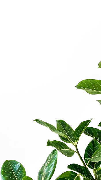 White Background, White Theme HD phone wallpaper