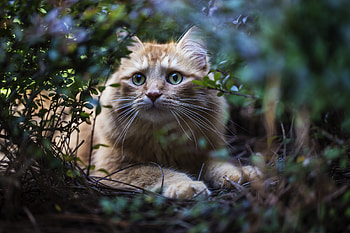 Animals, Leaves, Cat, Fluffy, Branches, Redhead HD wallpaper
