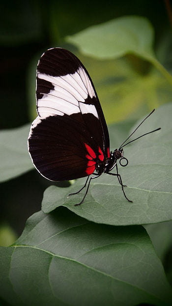 Black Butterfly, Adorable Background HD phone wallpaper