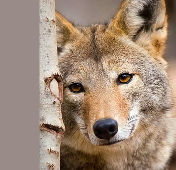 Canadian wolf, white, black, brown, canadian, wolf, tree HD wallpaper